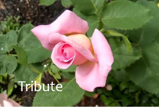 Tribute